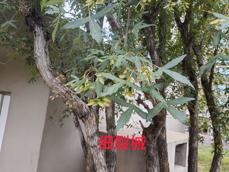 花草养护知识