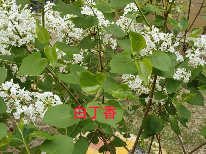 花草养护知识