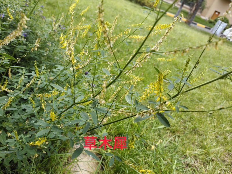花草养护知识