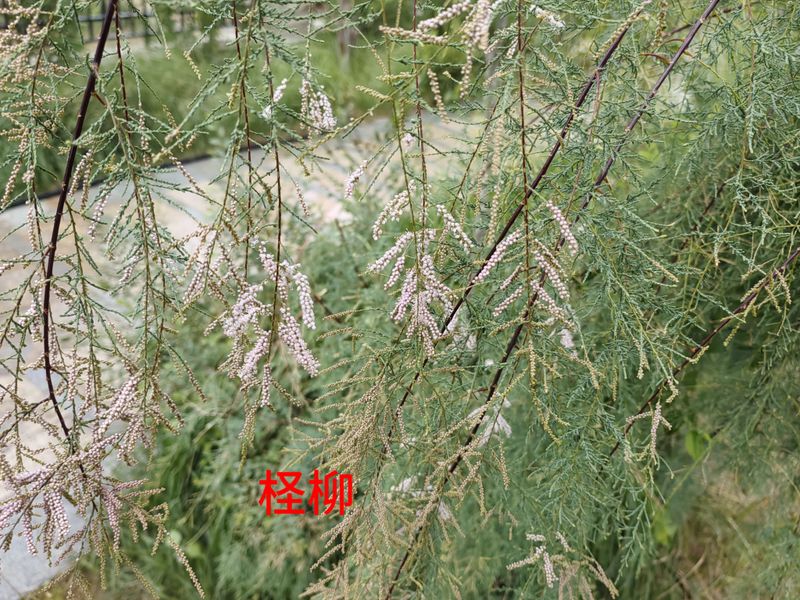 花草养护知识