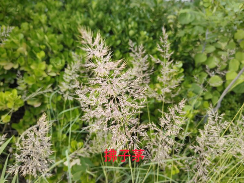 花草养护知识