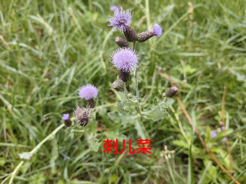 花草养护知识
