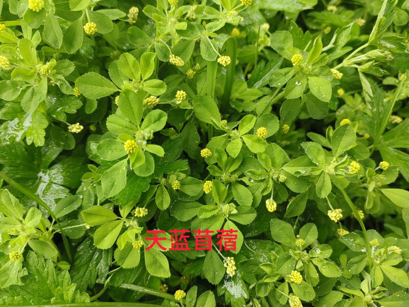 花草养护知识