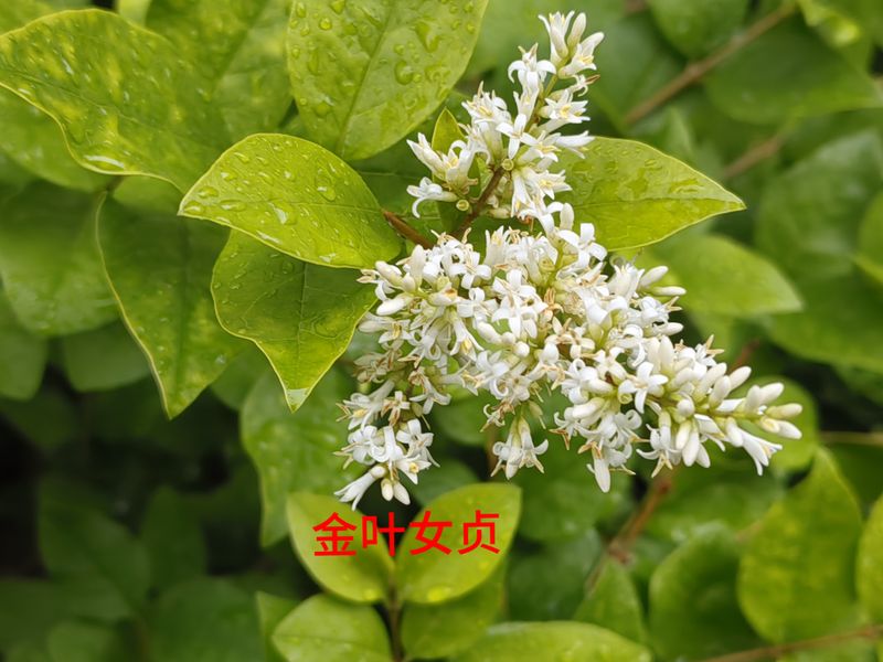 花草养护知识