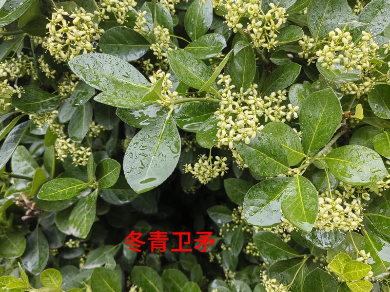 花草养护知识