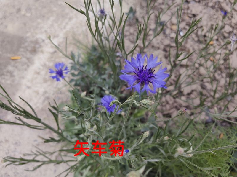 花草养护知识