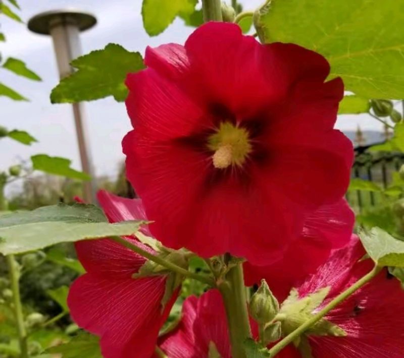 花草养护知识