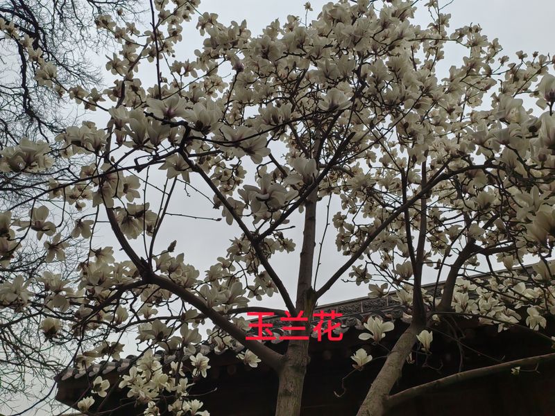 花草养护知识