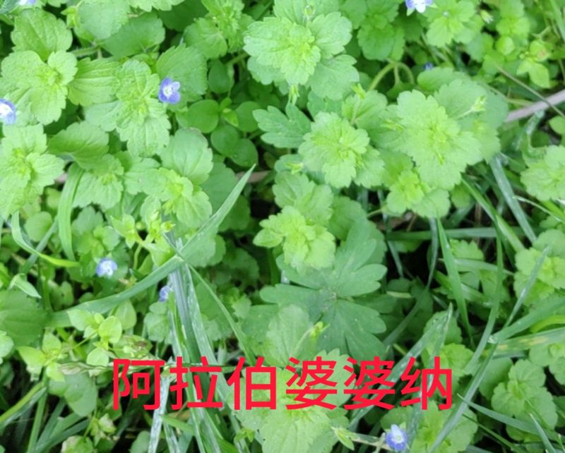 花草养护知识
