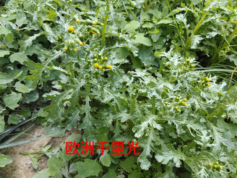 花草养护知识