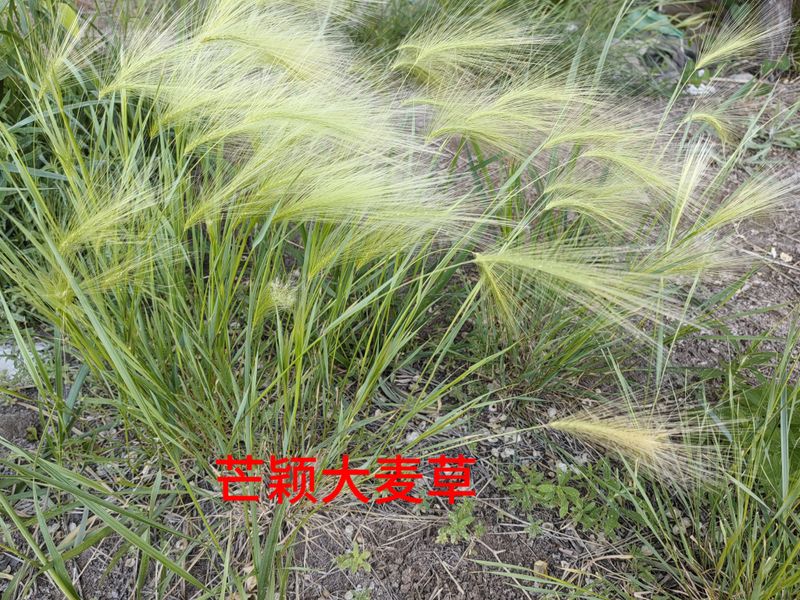 花草养护知识