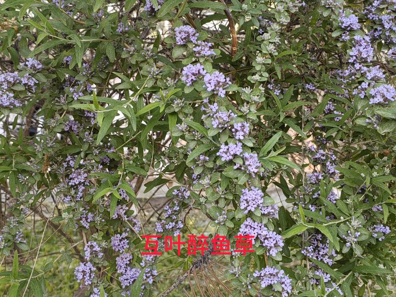 花草养护知识