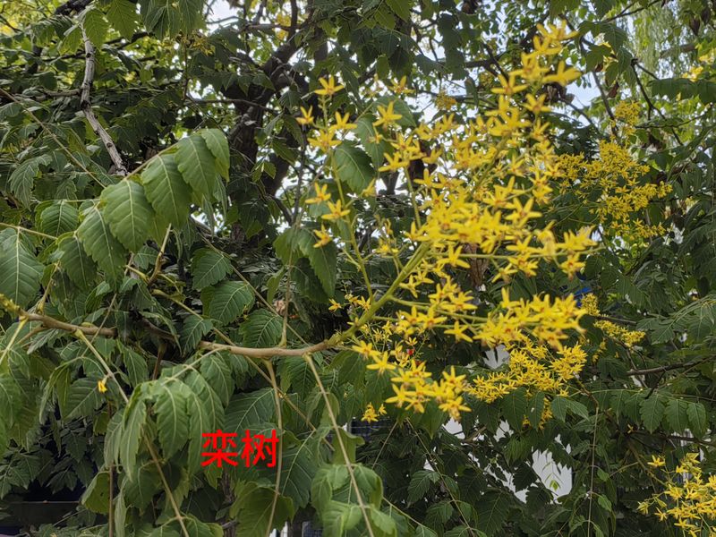 花草养护知识