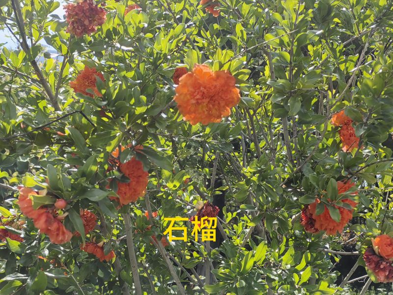 花草养护知识