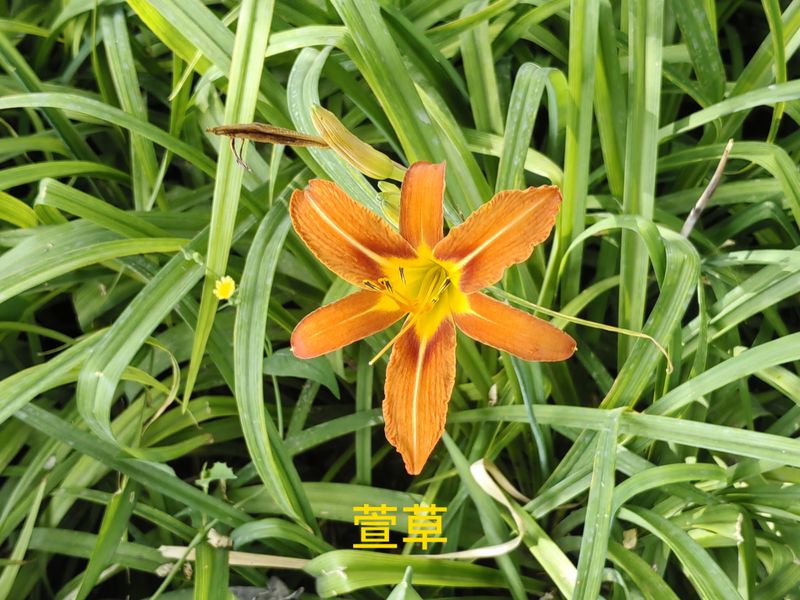 花草养护知识