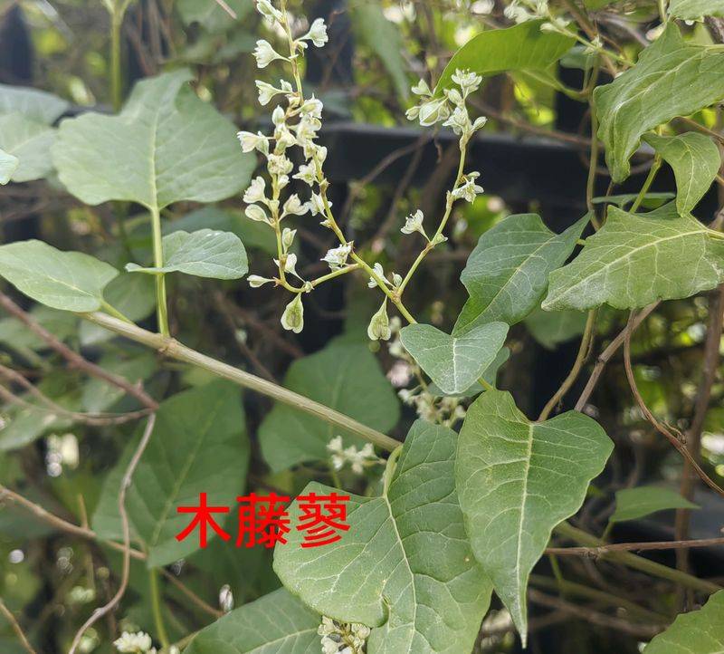 花草养护知识
