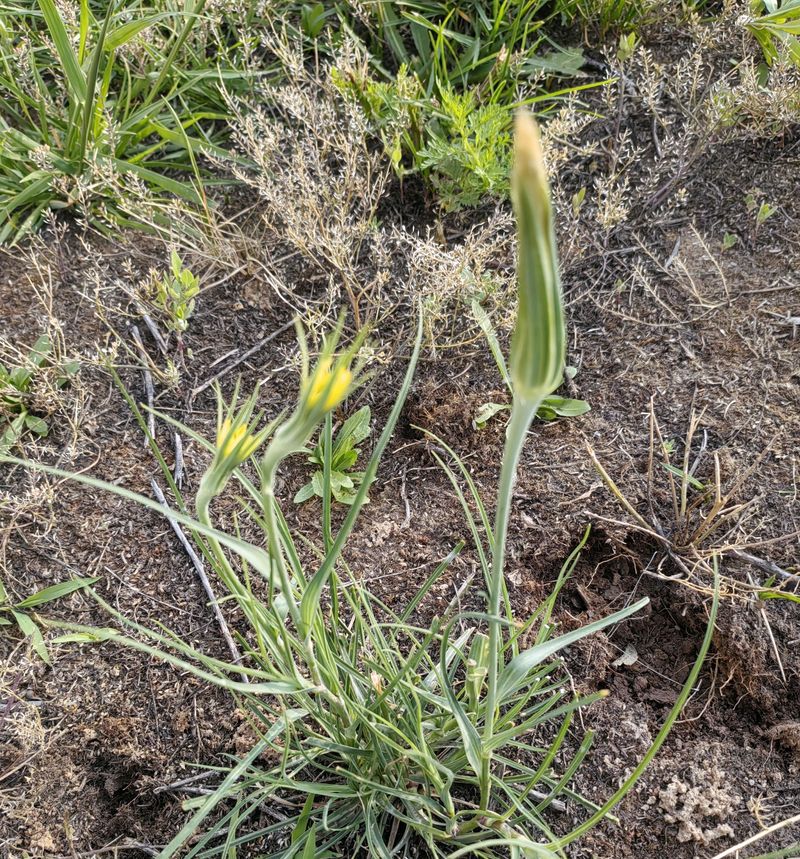 花草养护知识