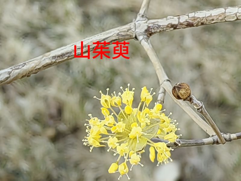 花草养护知识