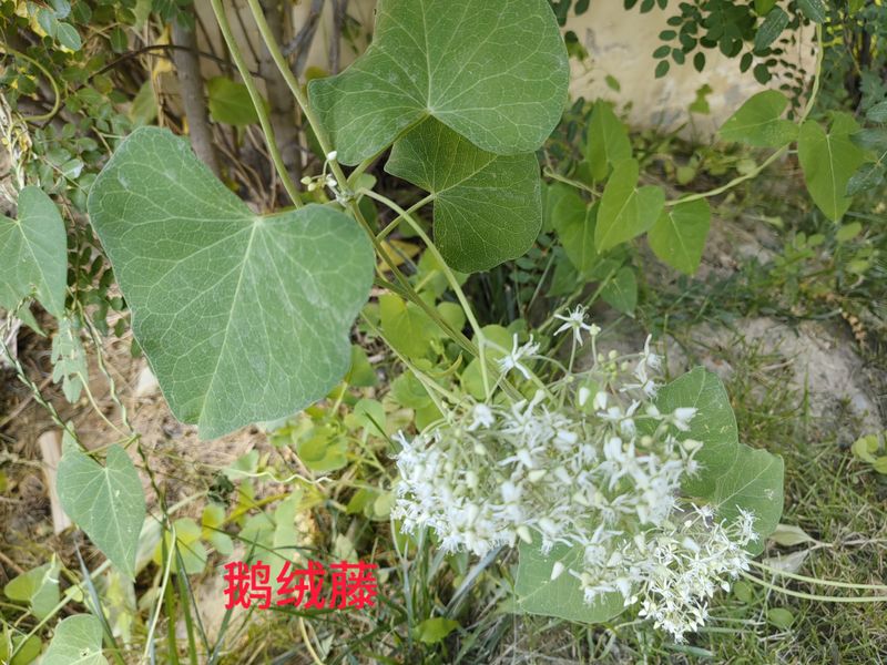 花草养护知识
