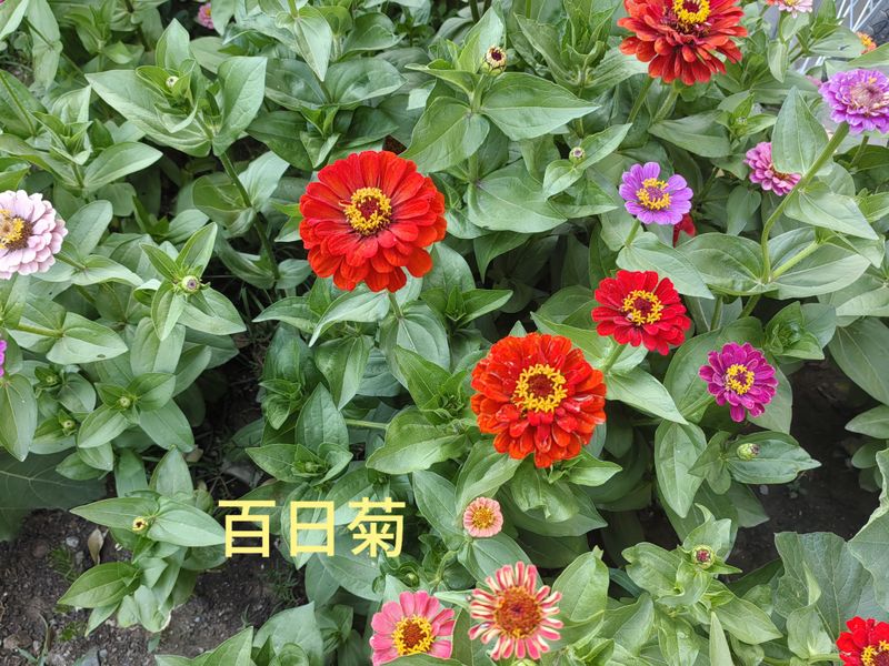 花草养护知识