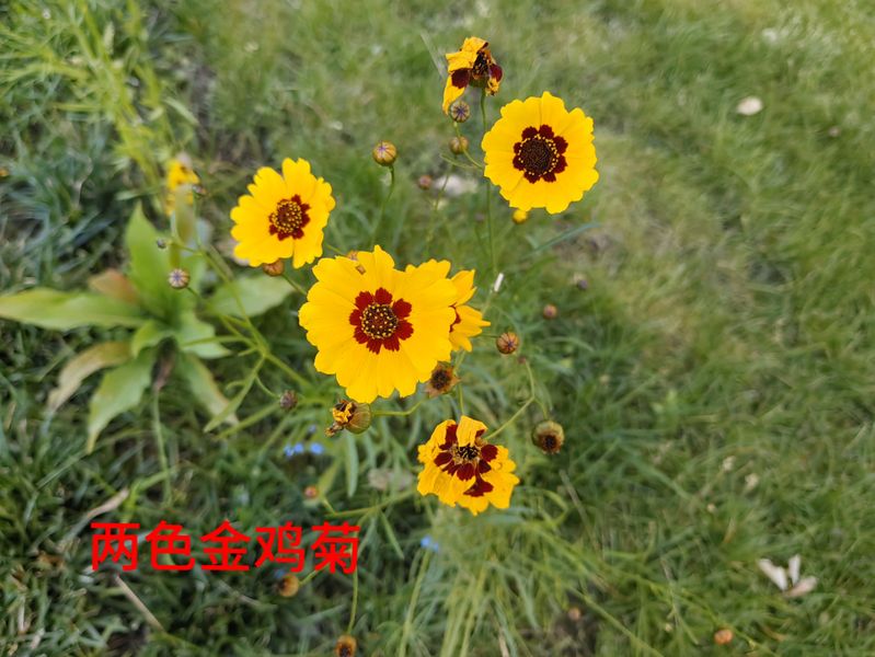 花草养护知识