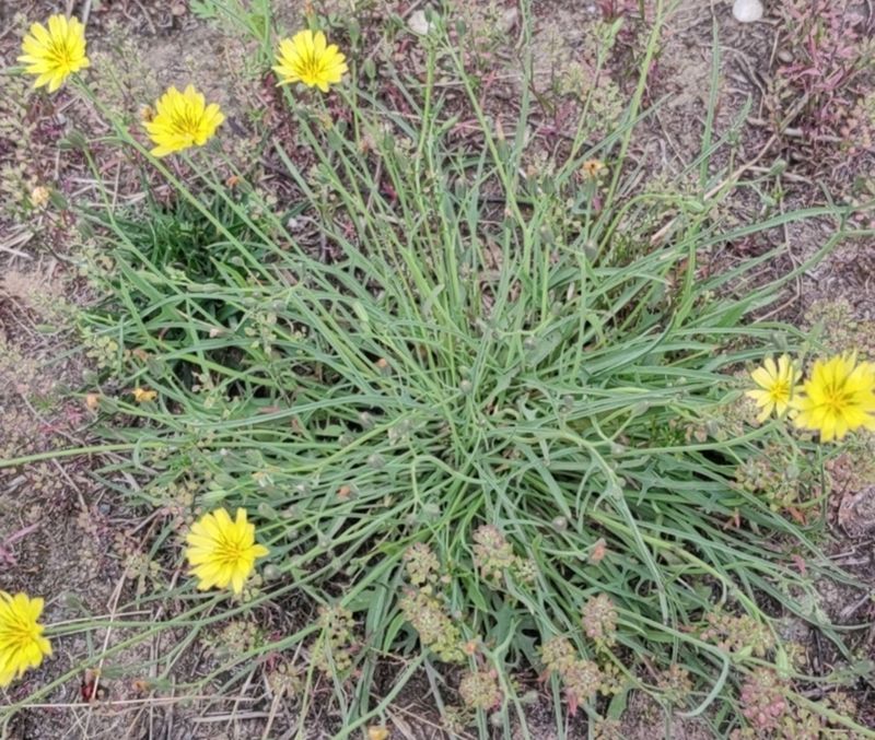 花草养护知识