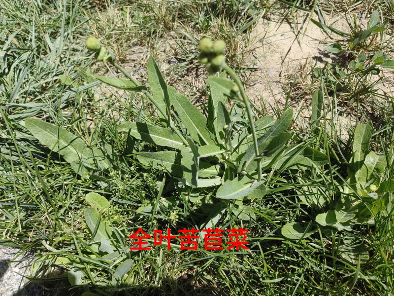 花草养护知识