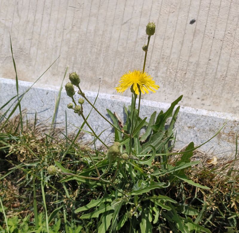 花草养护知识