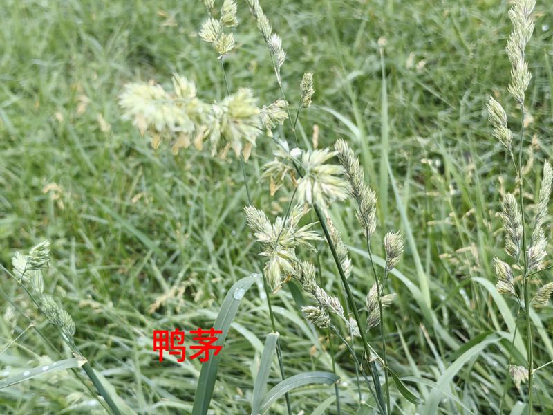 花草养护知识