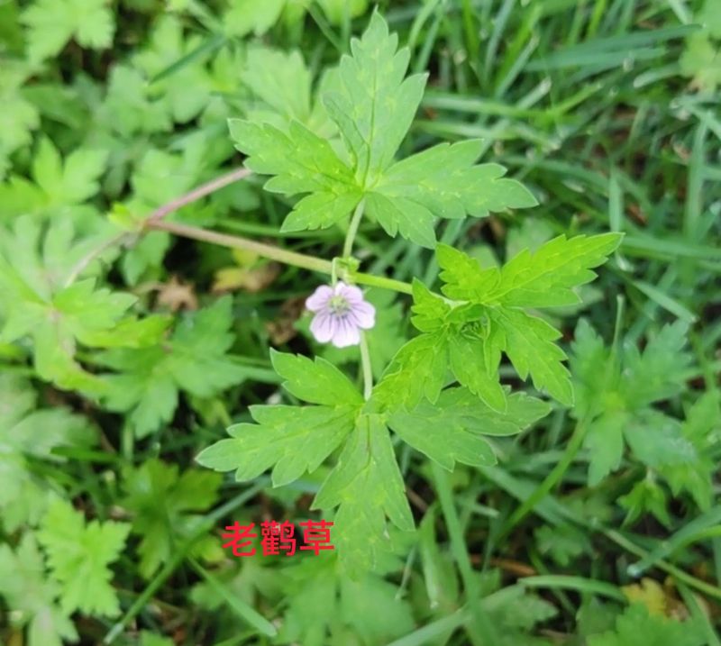 花草养护知识