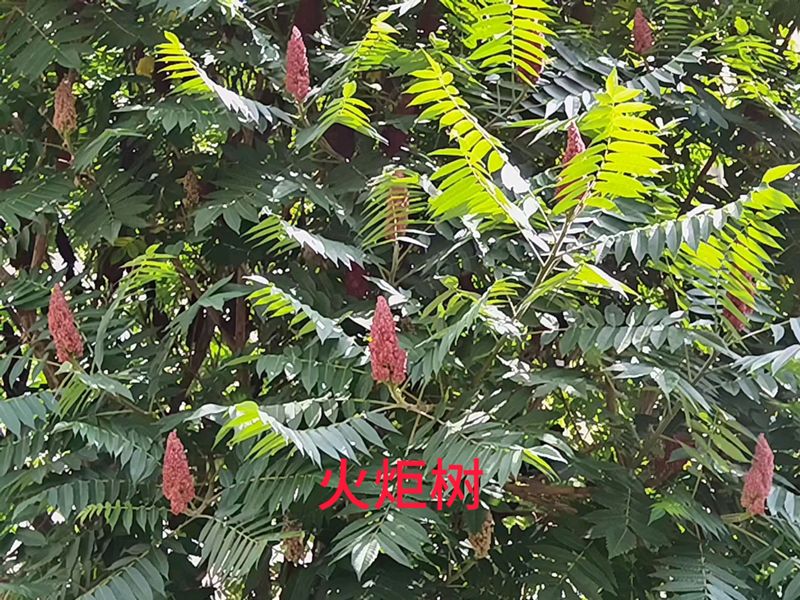 花草养护知识