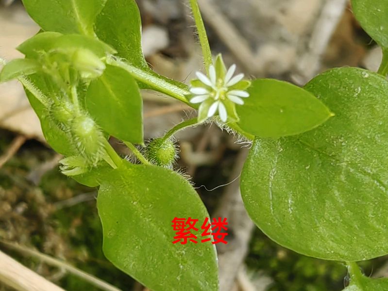 花草养护知识