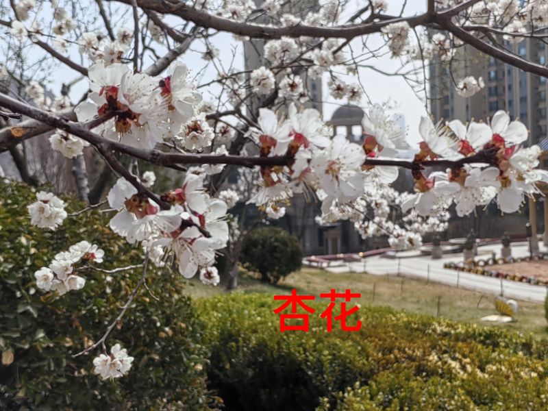 花草养护知识