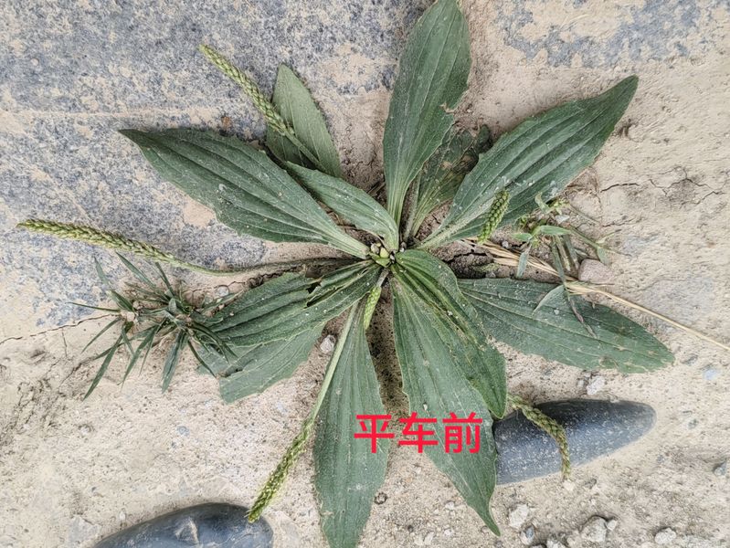 花草养护知识