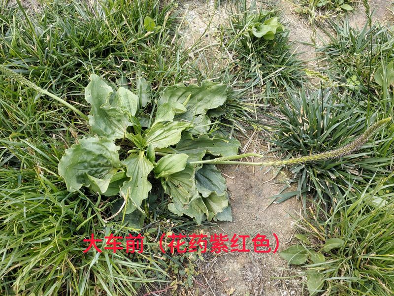 花草养护知识