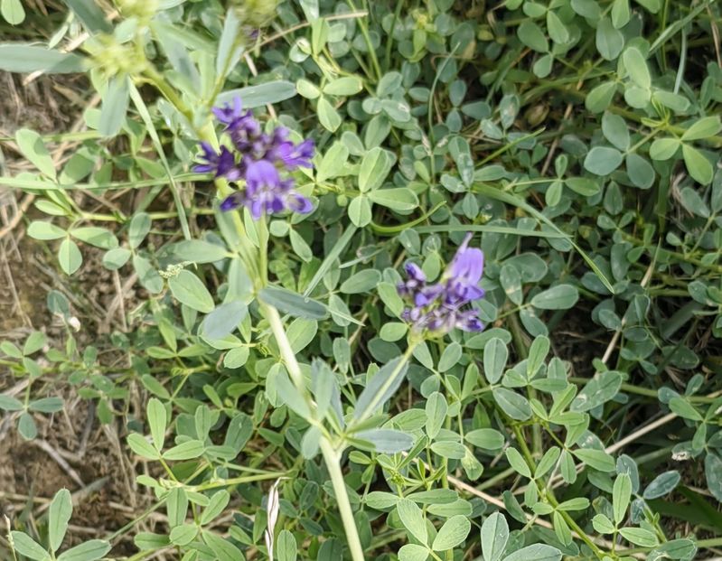 花草养护知识