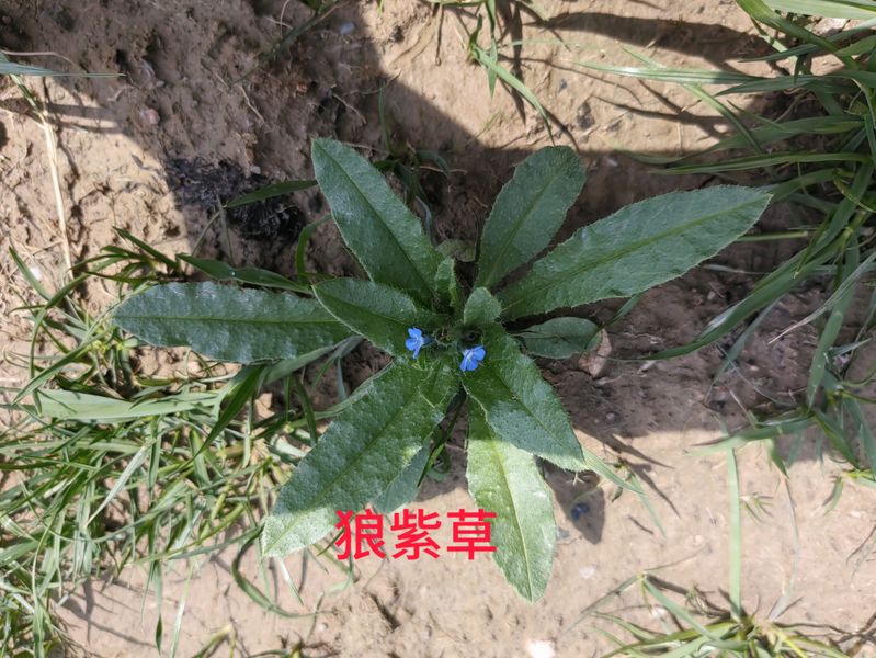 花草养护知识