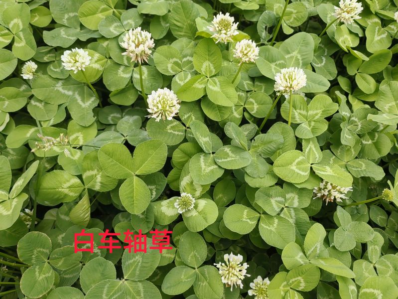 花草养护知识