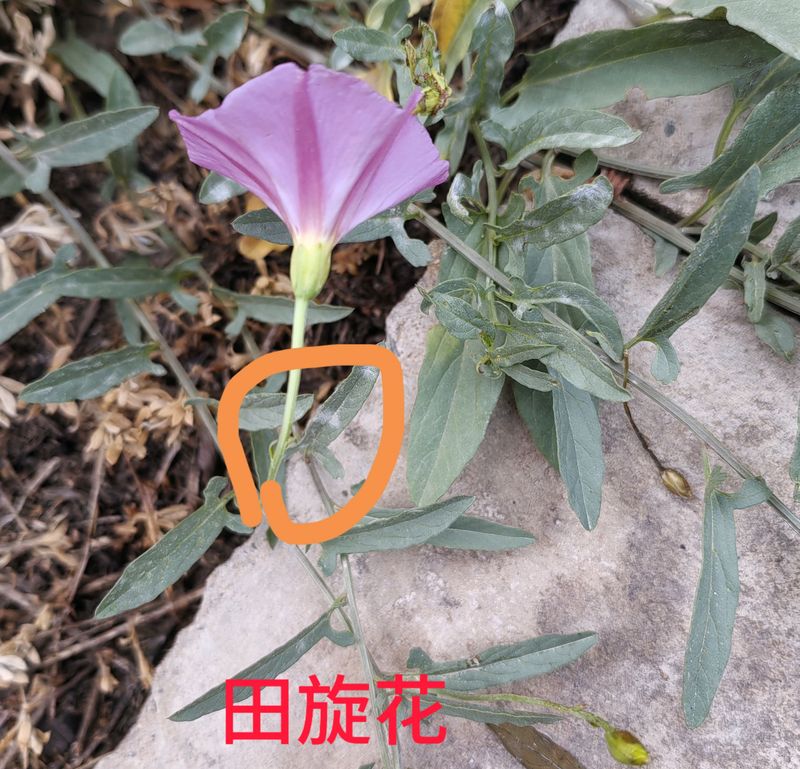花草养护知识