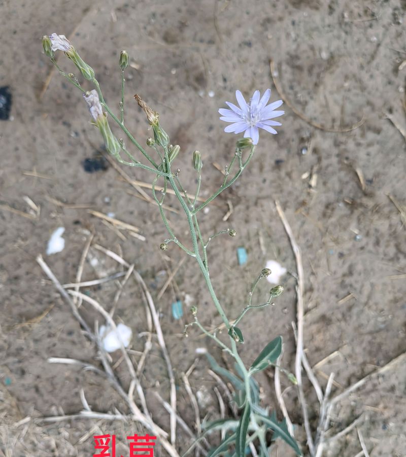 花草养护知识