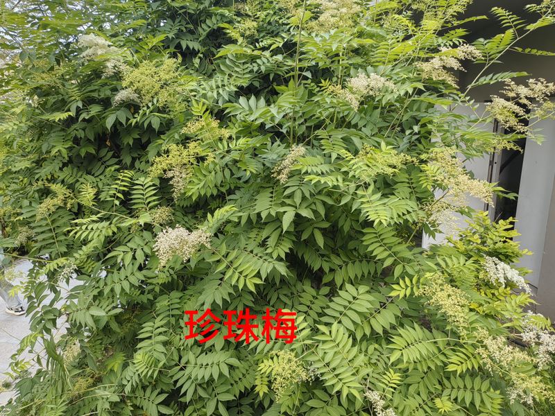 花草养护知识