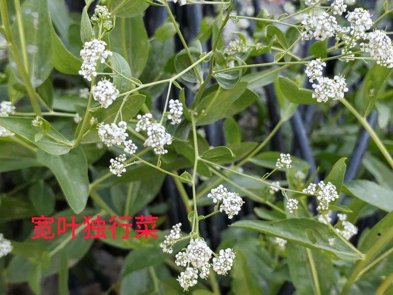 花草养护知识