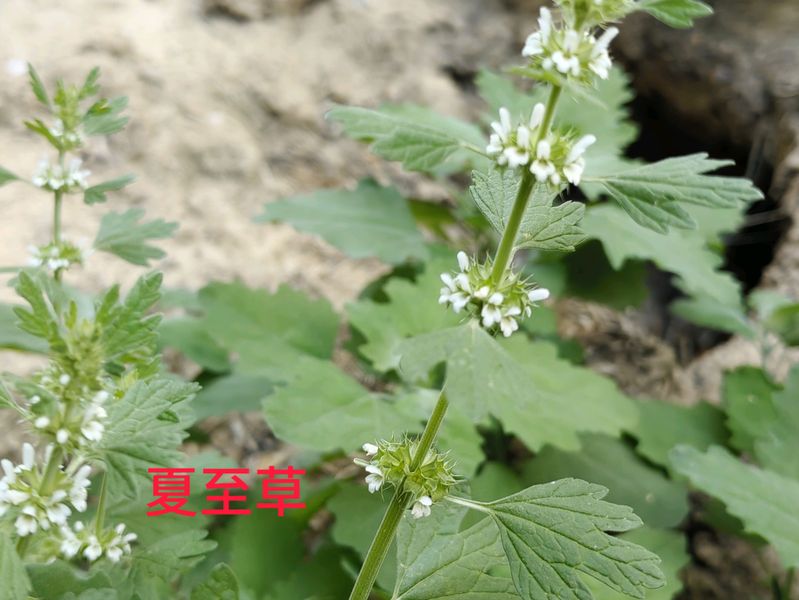 花草养护知识