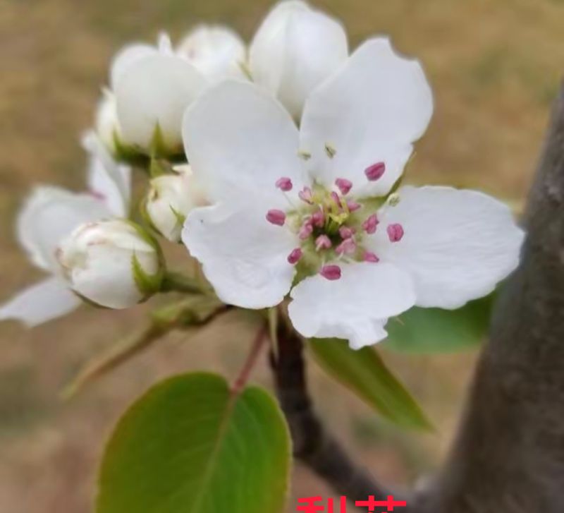 花草养护知识