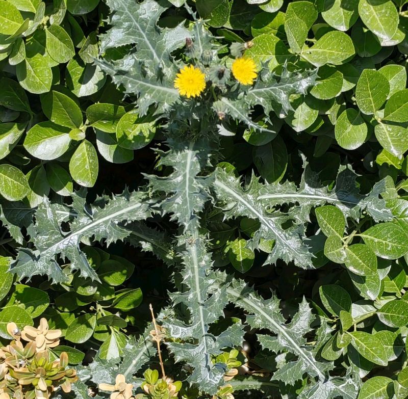 花草养护知识