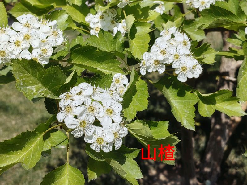 花草养护知识