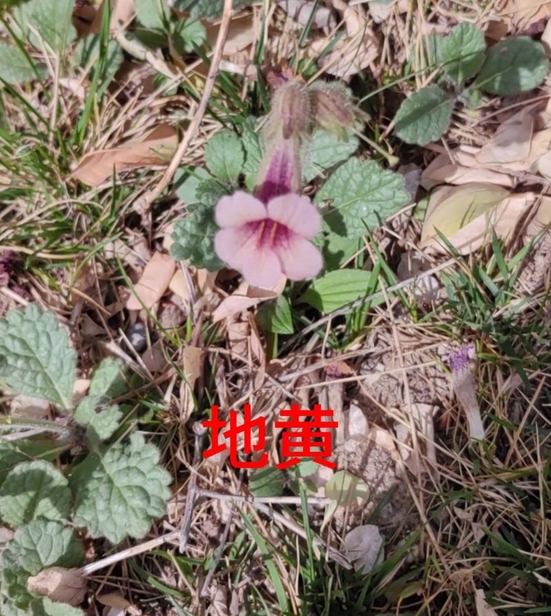 花草养护知识
