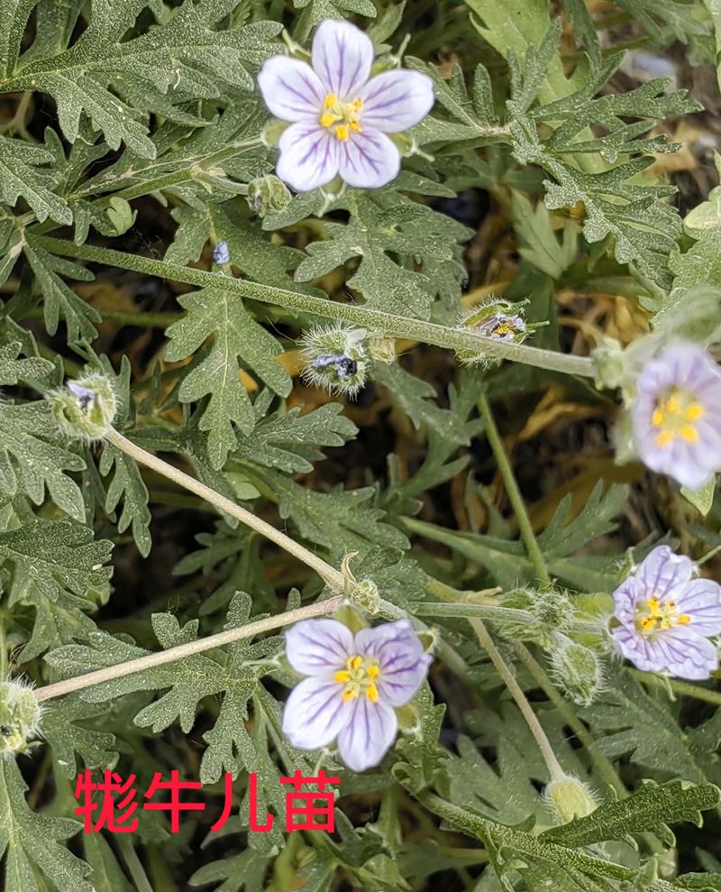 花草养护知识