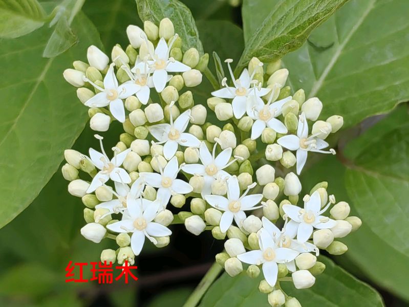 花草养护知识