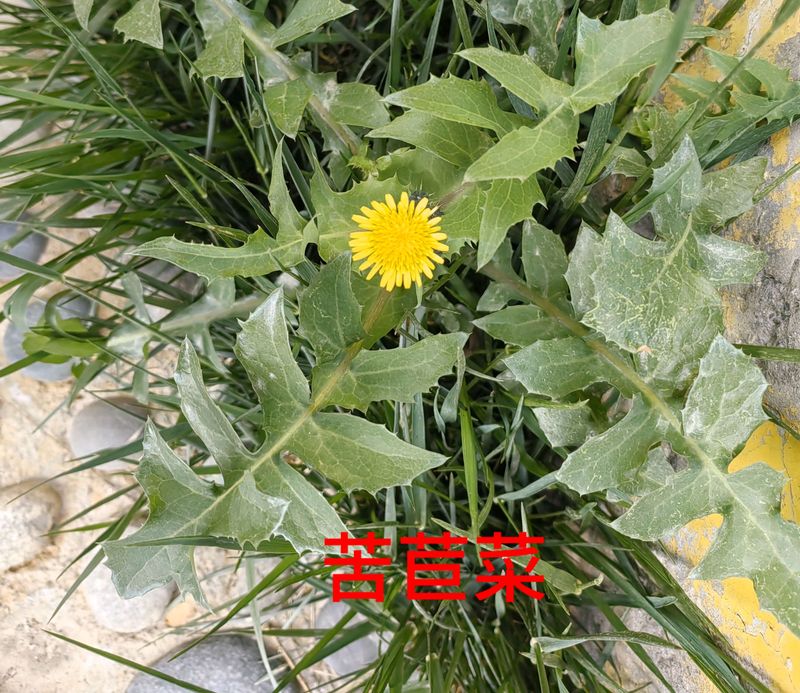 花草养护知识